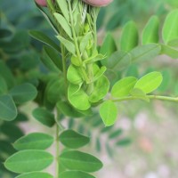 Senna auriculata (L.) Roxb.